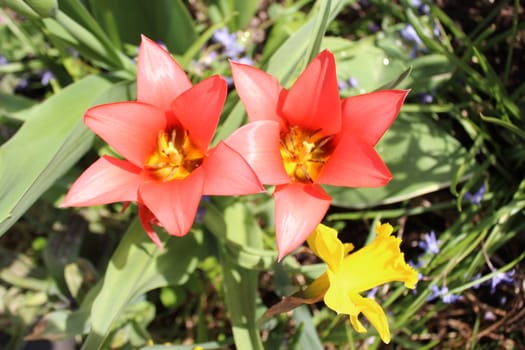 The picture shows tulips and jonquils in the garden.
