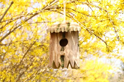 The picture shows bird house in the blossoming forsythia