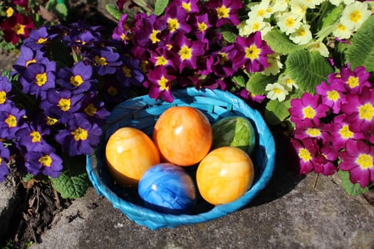 The picture shows eastereggs in primroses.