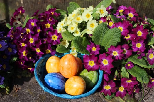 The picture shows eastereggs in primroses.