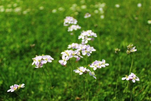 The pictureshows a meadow with cuckoo flowers.