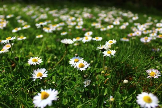 The picture shows a meadow with daisies.