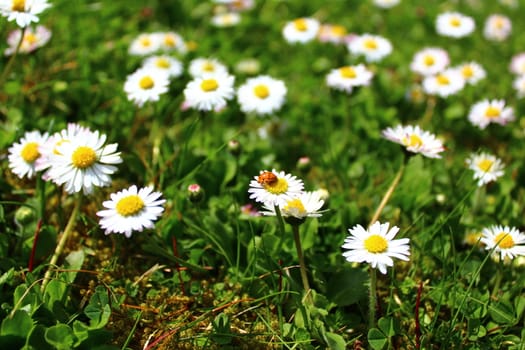 The picture shows a meadow with daisies.