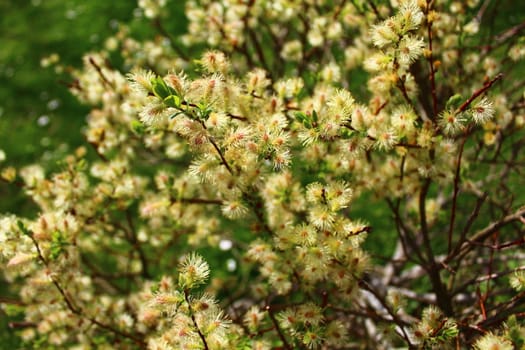 The picture shows a willow in the garden.