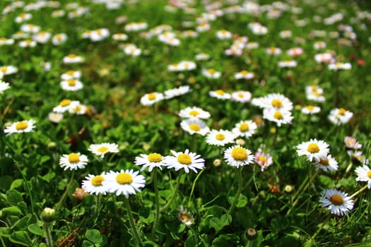 The picture shows a meadow with daisies.