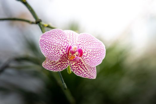 Beautiful blooming orchids in forest, On the bright sunshine