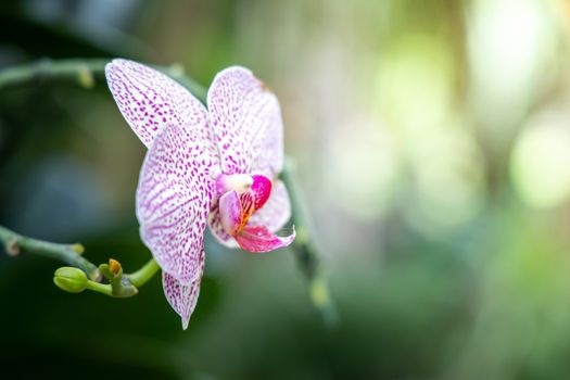 Beautiful blooming orchids in forest, On the bright sunshine