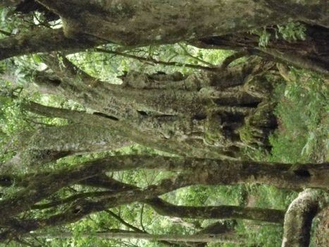 green forest of Kodaikanal India