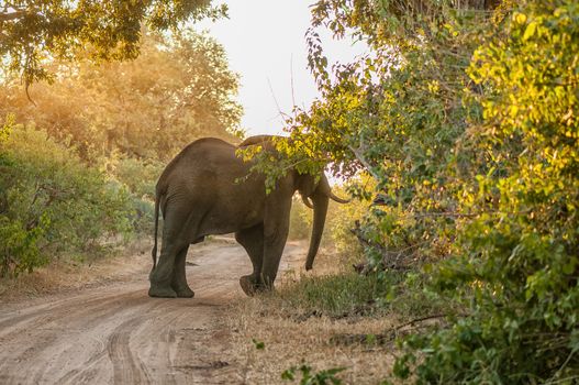 An african elephant, Loxodonta africana, crossing a gravel road at sunset