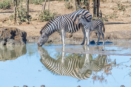 A Burchells zebra mare, Equus quagga burchellii, drinking water while its foal is looking on