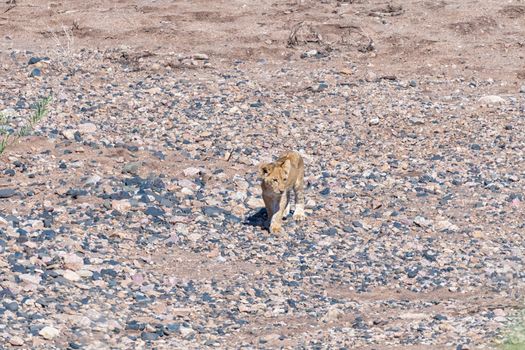 An African Lion cub, Panthera leo, walking in a dry river bed