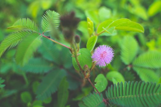 The Closeup to Sensitive Plant Flower, Mimosa Pudica.