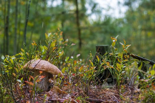 Autumn big cep mushroom grow in forest. Natural raw food grows in wood. Edible mushrooms photo