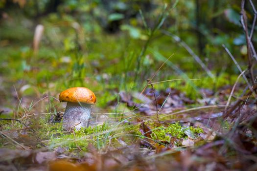 Autumn Leccinum mushroom grow in forest. Natural raw food grows in wood. Boletus with thick leg. Edible mushrooms photo