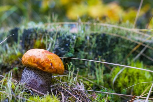 Autumn Leccinum mushroom in forest. Natural raw food grows in wood. Boletus with thick leg. Edible mushrooms photo