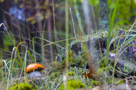 Autumn Leccinum mushroom grow in wood. Natural raw food grows in forest. Boletus with thick leg. Edible mushrooms photo