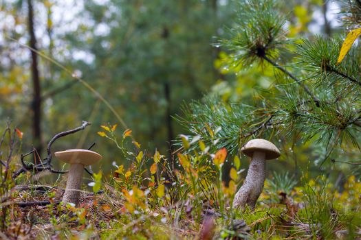 Autumn Leccinum mushrooms grows in forest. Natural raw food grows in wood. Edible mushroom photo