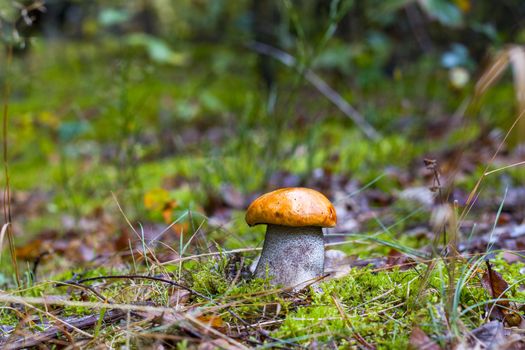 Autumn Leccinum growing in wood with thick mushroom leg. Natural raw food grows in wood. Boletus with thick leg. Edible mushrooms photo