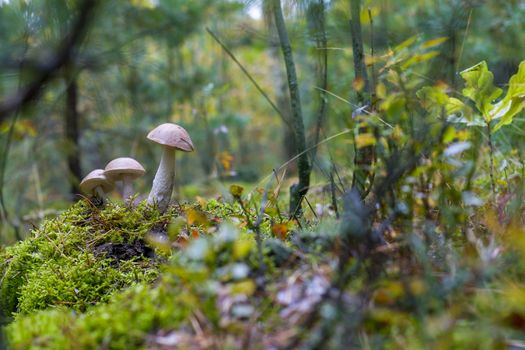 Autumn Leccinum mushrooms grows in forest. Natural raw food grows in wood. Edible mushroom photo