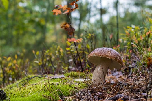 Autumn white cep mushroom grow in forest. Natural raw food grows in wood. Edible mushrooms photo