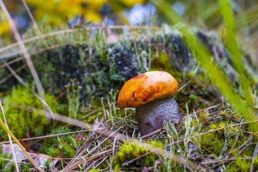 Big Leccinum mushroom grow in forest. Natural raw food grows in wood. Boletus with thick leg. Edible mushrooms photo