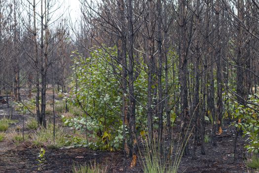 Burned forest ecosystem destruction. Pine trees after fire. Nature wood pollution. Emergency climate catastrophe