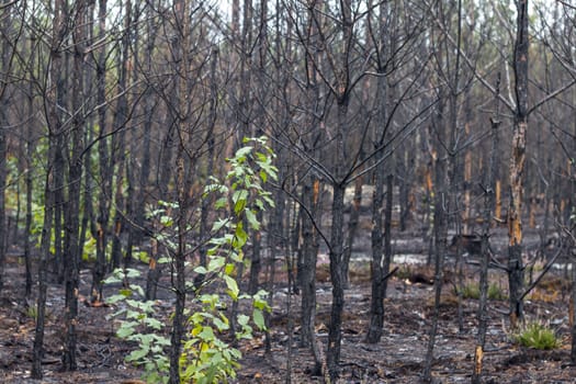 Burned forest. Pine trees after fire. Nature wood pollution and destruction. Emergency climate catastrophe