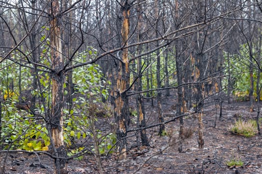 Burned forest nature pollution. Pine trees after fire. Nature wood destruction. Emergency climate catastrophe