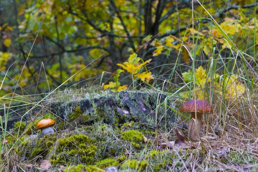 Cep and boletus growing in forest near oak tree. Natural raw food grows in wood. Leccinum with thick leg. Edible porcini mushrooms photo