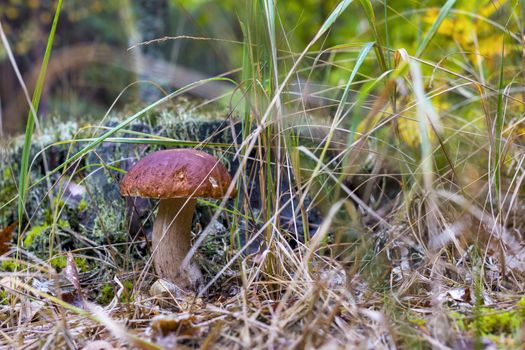 Cep mushroom grow on stump background. Natural raw food grows in wood. Edible mushrooms photo
