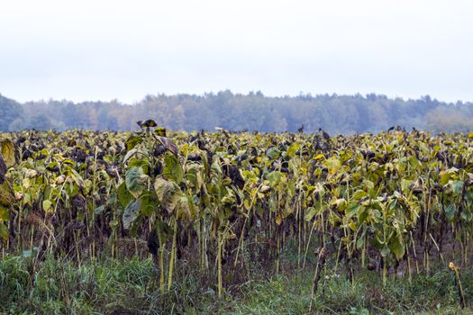 Chemical treated sunflowers field. Danger farming plant growing. Ripe black sunflower after fertilizer