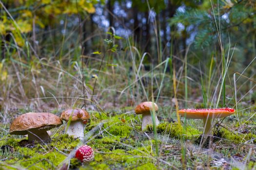 Edible and inedible mushrooms grow. Amanita and porcini mushroom grows in autumn forest. Red agaric and ceps growing in wood