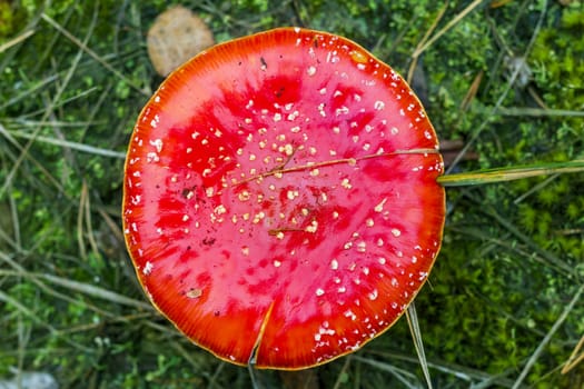 Fly agaric hat top view. Danger inedible toxic mushroom with red cap