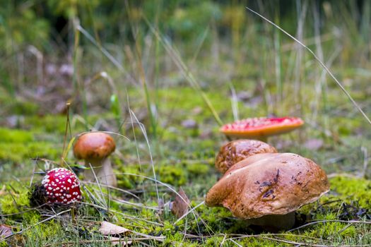 Inedible and edible mushrooms grow. Amanita and porcini mushroom grows in autumn forest. Red agaric and ceps growing in wood