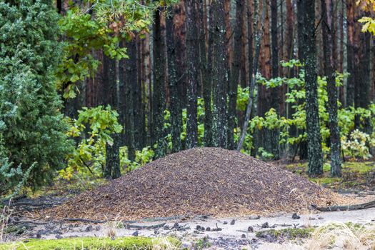 Large wild anthill in forest. Outdoor insect wildlife in wood