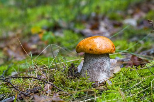 Leccinum mushroom with thick leg grow in forest. Natural raw food grows in wood. Boletus with thick leg. Edible mushrooms photo