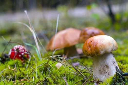 Porcini mushrooms and fly agaric in moss. Amanita and porcini mushroom grows in autumn forest. Red agaric and ceps growing in wood