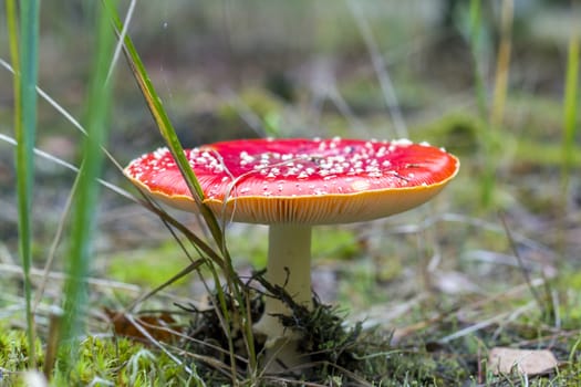 Red fly agaric growing in wood. Danger inedible toxic mushroom