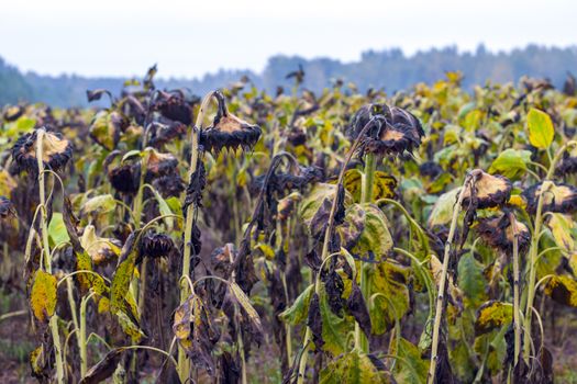 Sunflowers field after chemical treated. Danger farming plant growing. Ripe black sunflower and danger fertilizer