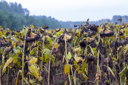 Sunflowers grows after chemical treated. Danger farming plant growing. Ripe black sunflower and danger fertilizer