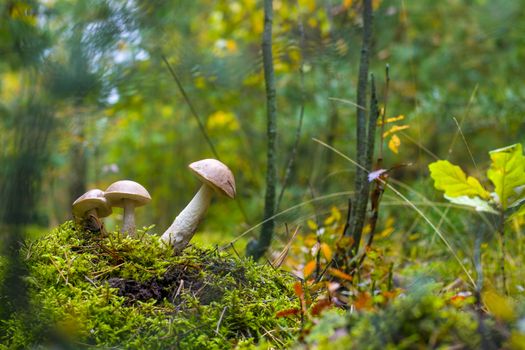 Three Leccinum mushrooms grows. Natural raw food growing in wood. Edible mushroom photo