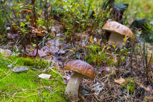 Two autumn big cep mushroom grow. Natural raw food grows in forest. Edible cep mushroom photo