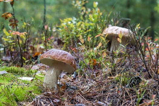 Two ceps and ladybug on mushroom hat. Natural raw food grows in forest. Edible cep mushroom photo