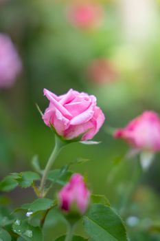 Roses in the garden, Roses are beautiful with a beautiful sunny day.