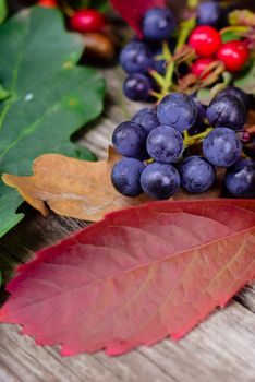 still life of plants in autumn-oak, rose hips, grapes, leaves