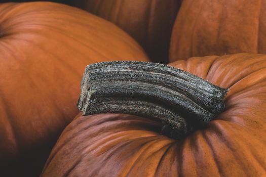 Many orange pumpkins background , Halloween holiday concept