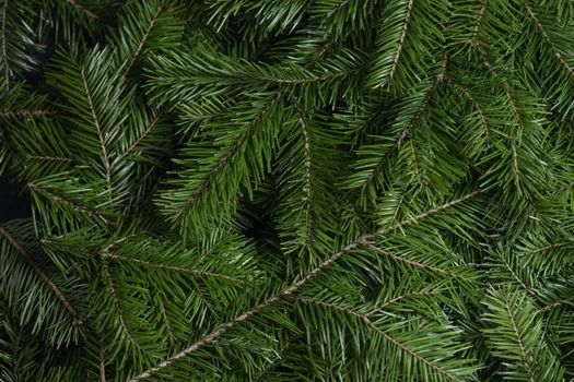 Background of green fir branches for Christmas New Year celebration greeting card design