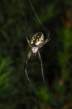 Orb-weaver garden spider hanging on a web 