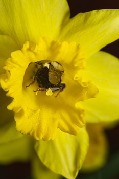 macro shot of a bee working inside a daffodils