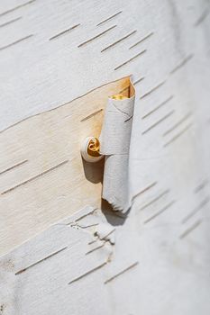 macro shot of a pieces of birch bark rolling off on the tree